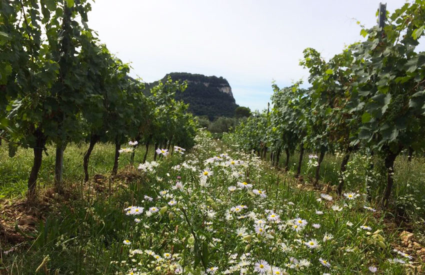 azienda-vigneti-lagodigarda